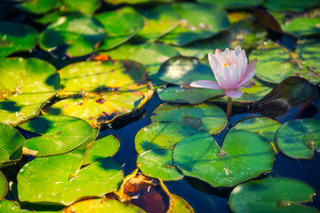 Water lily floating in a pond