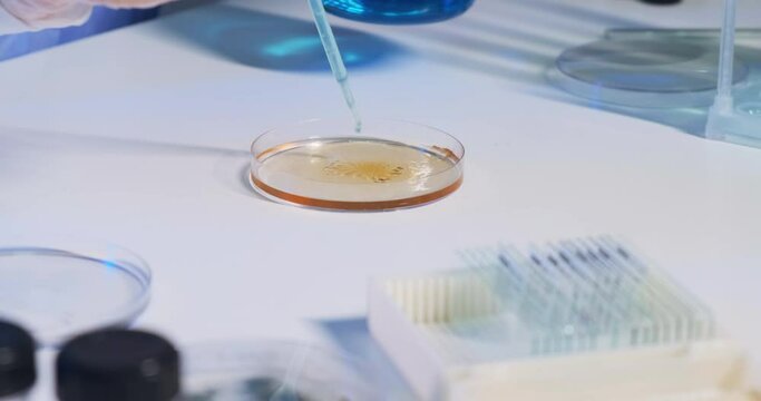 4k high-key close-up of microbiologist works with various bacteria viruses on Petri dish. Pharmaceutical Research for Antibiotics, Medicine scientist Laboratory,gloves, pipette dropper. DNA experiment