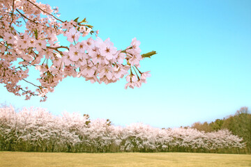 Flowers sakura flowering on spring sakura tree and the background is the sky, nature