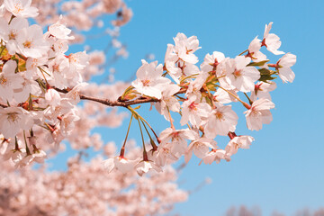 Flowers sakura flowering on spring sakura tree and the background is the sky, nature