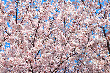 Flowers sakura flowering on spring sakura tree and the background is the sky, nature