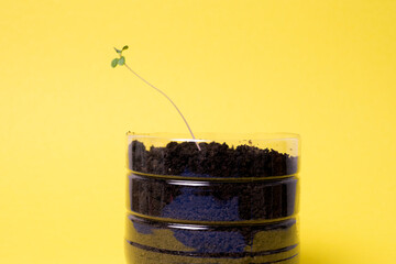 Young seedling in a peat tablet isolated on a green background. Indoor home growing of seedlings.