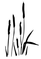 Oriental ink painting. Reeds. River plants. Image in one color. Vector. 