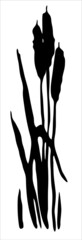 Oriental ink painting. Reeds. River plants. Image in one color. Vector. 