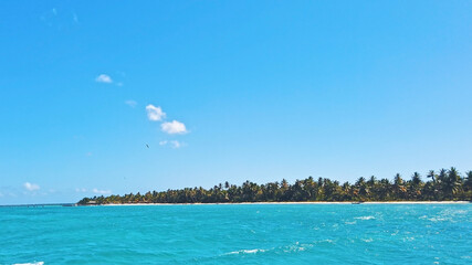 Fototapeta premium Rippled turquoise tropical seawater and blue sky. Beach with palm trees on horizon. Exotic vacation in Dominican Republic.