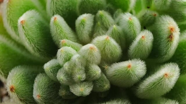 Echeveria Setosa Rosette green succulent house plant macro deatail with fluffy leaves