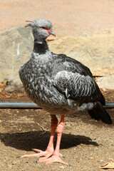 Halsband-Wehrvogel