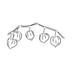 Physalis autotraced vector sketch, greyscale. physalis, vector sketch on a white background