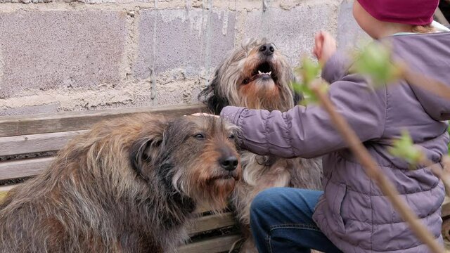 Child combing big black white fluffy dog. Care long wool thick-coated pet. Canine comb. Love supportng caring adoption concept. Polish Lowland Sheepdog on wooden bench. Street homeless mongrel shelter
