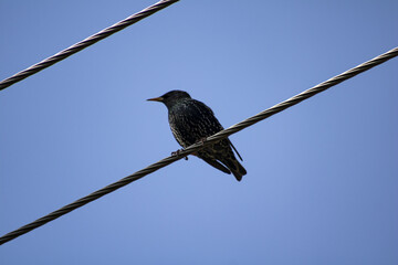 bird on a wire