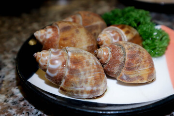 Spotted babylon, Babylonia areolata or shell