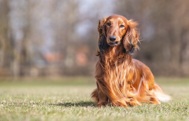 Dashhound in the grass