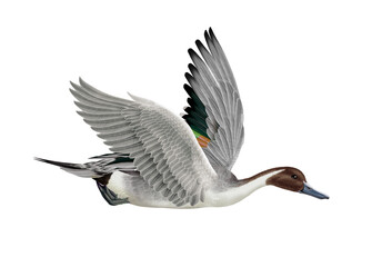 canard, pilet, anas aile, vol, mâle, migration, isolé, nature, voyage, bec, eau, sauvage, blanc, oiseau aquatique, faune, étang, nage, oiseau, brun, nager, aquatique, fleuve
