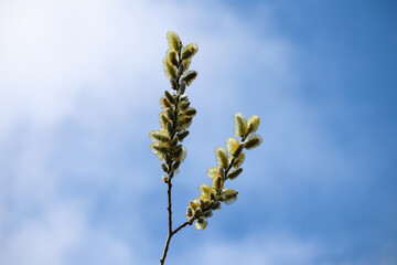 Pussy willow branches with catkins, soft fluffy spring buds in sunlight. Early spring Easter background. Text space. Traditional decoration for Palm Sunday in Europe