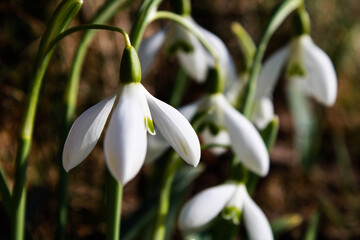 snowdrop flowers in spring