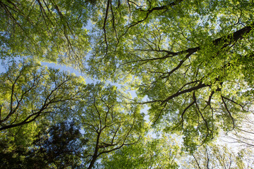 空に広がる美しい新緑④