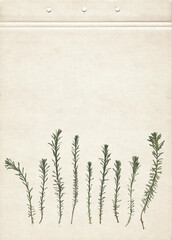 Pressed and dried herbs. Scanned image. Vintage herbarium background on old paper. Composition of the grass on a cardboard.	