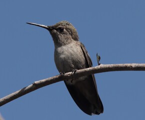 hummingbird bird on a branch close up with blue sky in the background