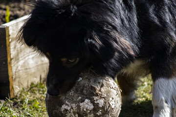 black dog playing with ball