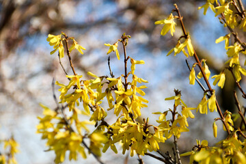 Yellow forsythia branch in springtime is an ornamental deciduous shrub. Forsythia flowers. Golden Bell, Border Forsythia blooming in spring garden bush.