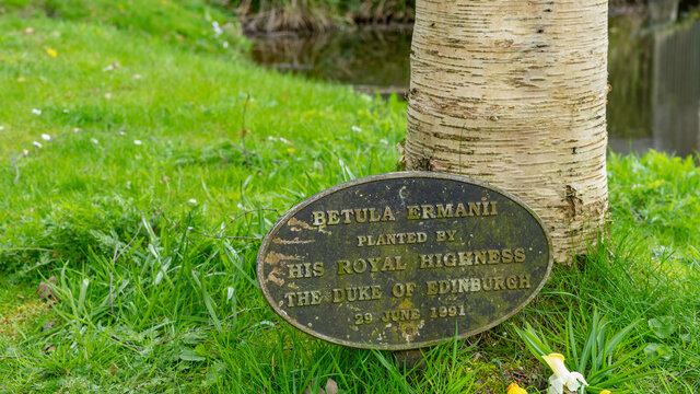 Betula Ermanii planted by His Royal Highness The Duke of Edinbrugh Prince Philip on 29 June 1991 Hillsborough castle Northern Ireland