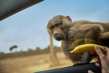 Safari zoo drive through park. Monkey baboon sitting on a car window and waiting for banana - 428810126