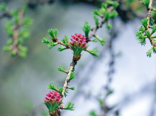 young larch 