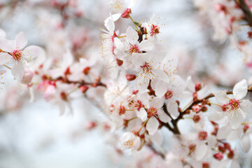Blooming tree with white flowers. Spring flowers background