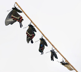 ミヤマカラスアゲハ（Papilio maackii）の羽化