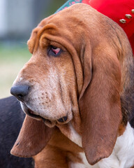 Basset Hound with ectropion