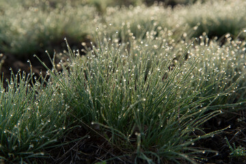 dew drops on green grass