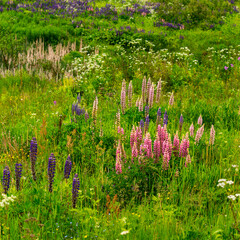 Many flowers on the outskirts of the former village.