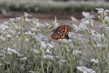 A small colored butterfly looking for pollen in a pretty daisy. A sunny spring day. A beautiful insect