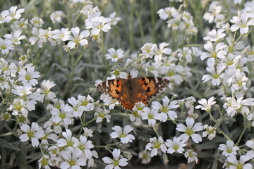A small colored butterfly looking for pollen in a pretty daisy. A sunny spring day. A beautiful insect