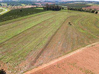 fazenda de plantio de monocultura