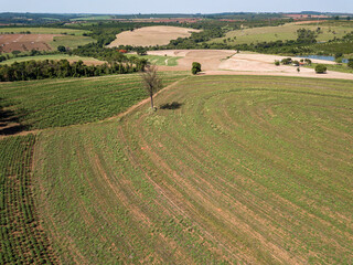 fazenda de plantio de monocultura