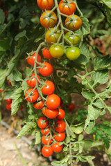 cultivation of Pachino tomatoes in Sicily in the Portopalo di Capo Passero area near Pachino