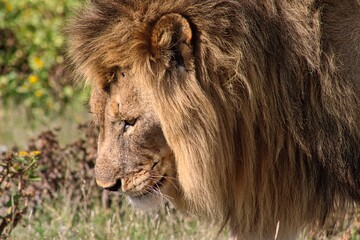 Portrait of a Lion in Etosha National Park in Namibia