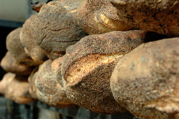 Obraz premium Genzano bread called pane casareccio di Genzano IGP is a typical bread of small town located in the area of the Roman castles near Rome in the Lazio region