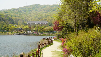 Fototapeta premium 韓国 公園の風景(イチョン)