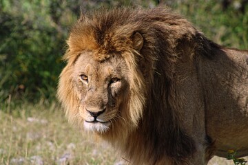 Obraz na płótnie Canvas Portrait of a Lion in Etosha National Park in Namibia