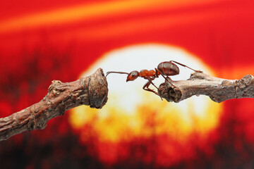 An ant tries to move to another branch against the background of the sky and the sun at sunset. In relation to the ant, even a very small twig looks like a thick log.