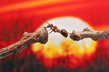 An ant tries to move to another branch against the background of the sky and the sun at sunset. In...