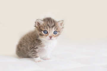 One lovely cute fluffy furry kitten brown white blue eyes on ivory background looking camera