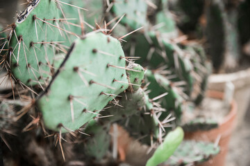 Texture green prickly cacti close-up, beautiful background. Densely growing cacti in Sunny weather grow on the African continent. Very sharp spikes that are invisible. Home decor,