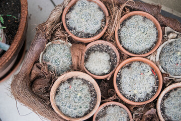 Texture green prickly cacti close-up, beautiful background. Densely growing cacti in Sunny weather grow on the African continent. Very sharp spikes that are invisible. Home decor,
