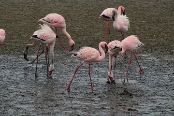 A flock of Flamingos around Walvis Bay Lagoon at Skeleton Coast in Namibia