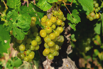 Bunch of green grapes on summer vine
