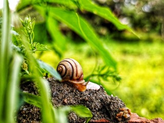 snail on the grass