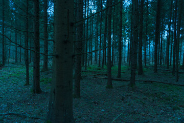 Mystic dark dense coniferous  forest view